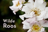 Rose of the Empress - set van 2 flesjes