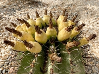 The Empress' Glow - after sun