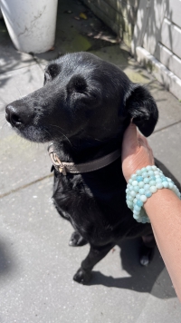 Amazoniet: de essentiesteen